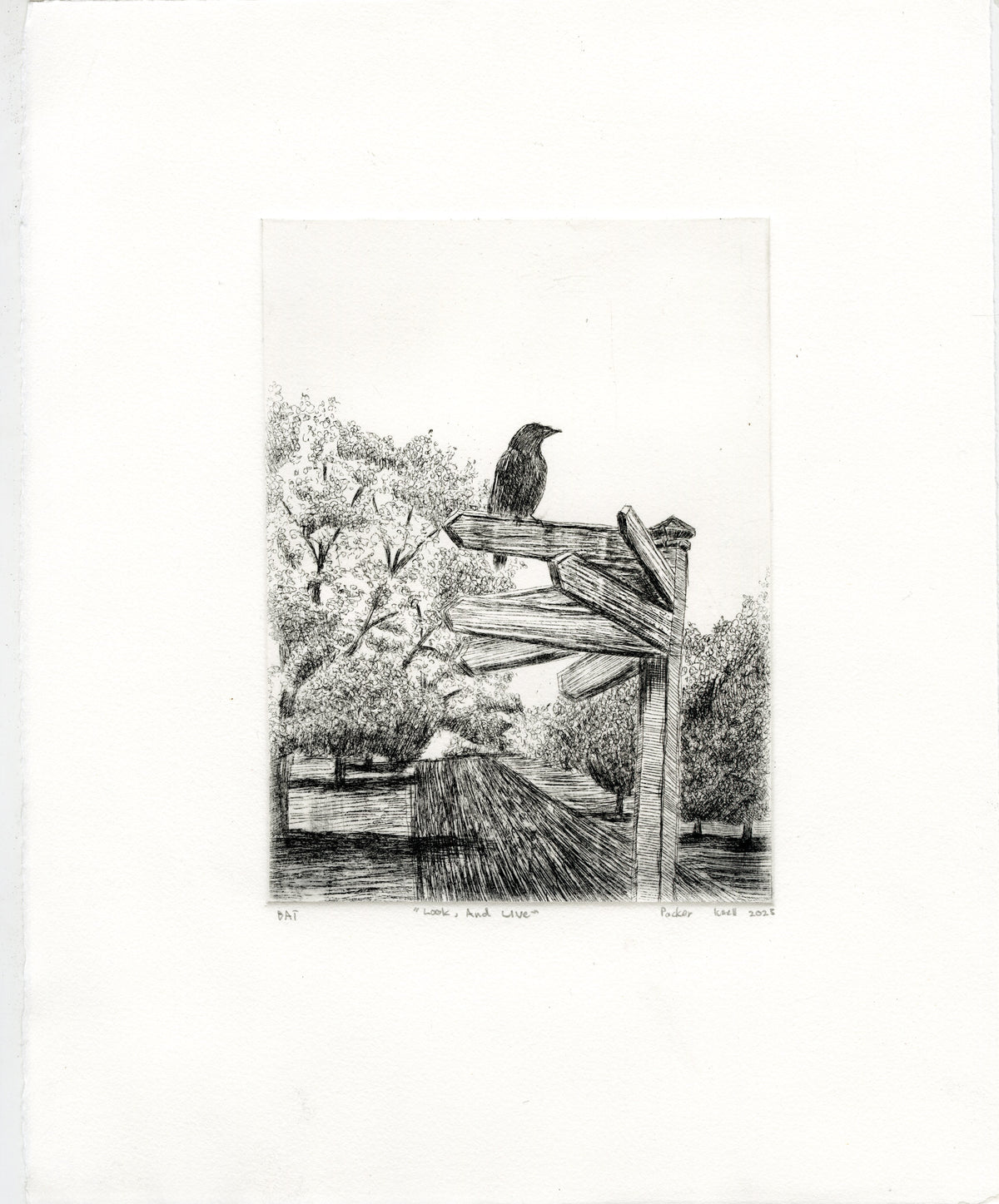 Prints by Packer Knell